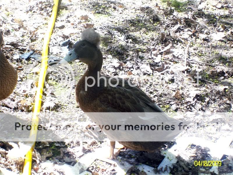 Poultry004.jpg