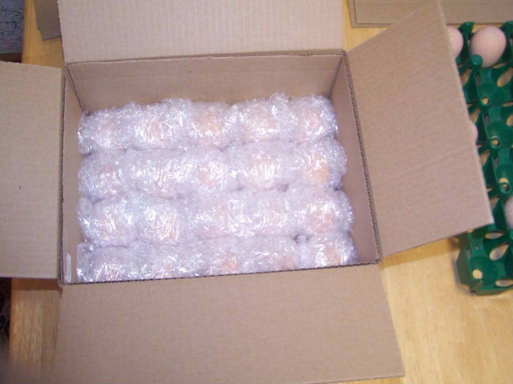 PackingEggs17MAR09008.jpg