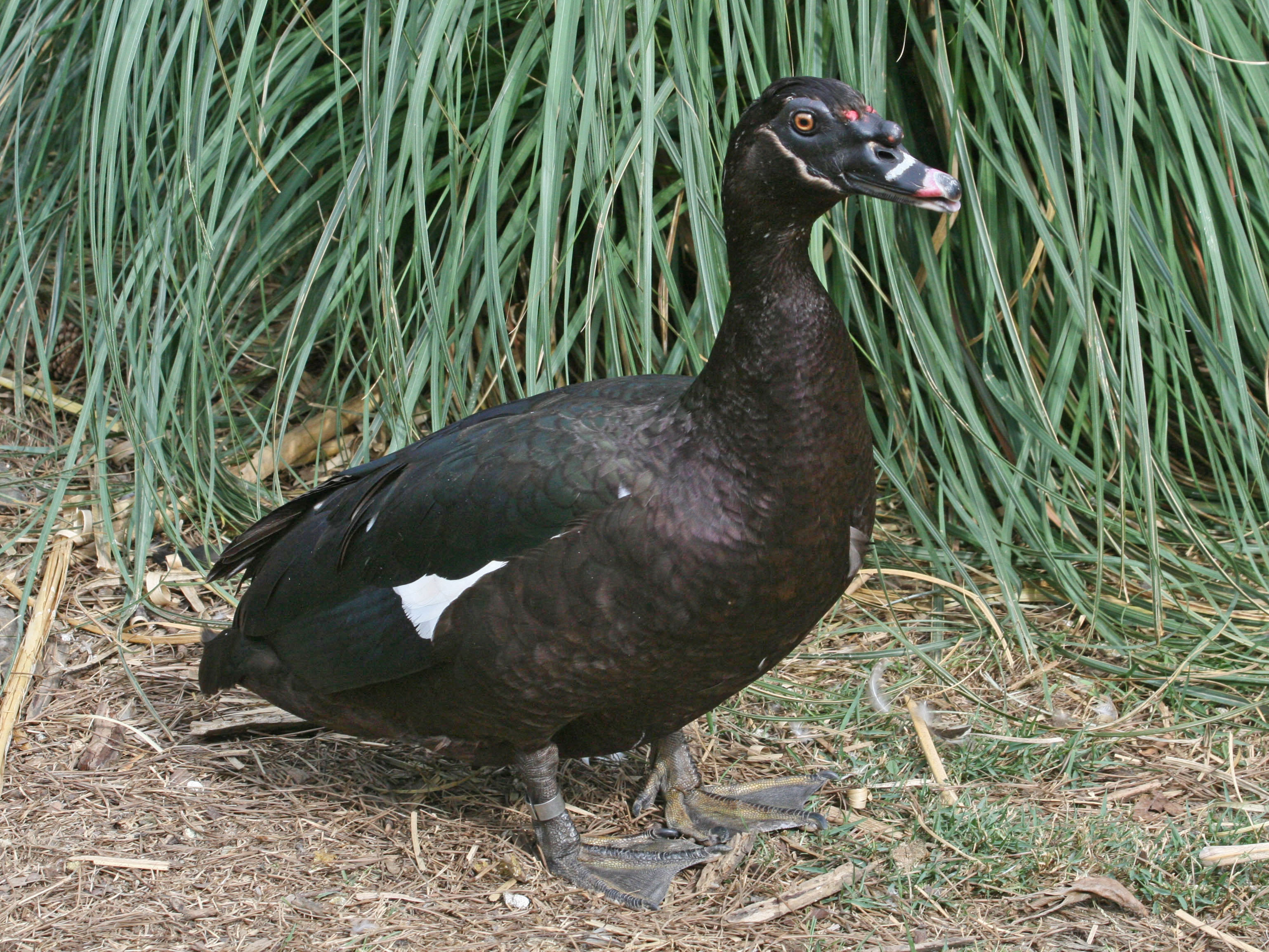Muscovy_Duck_SMTC.jpg