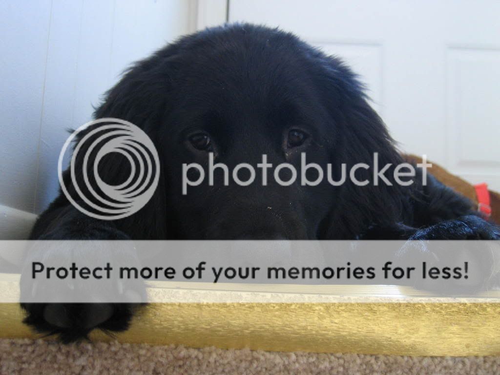 Kodiak5months.jpg