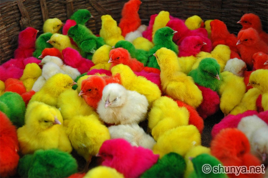 ColoredChicks2.jpg