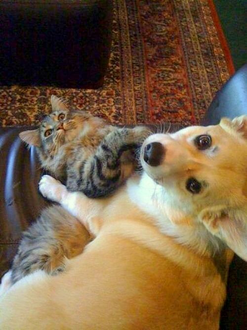 6.4.14-Dogs-and-Cats-Who-Love-to-Cuddle1.jpg