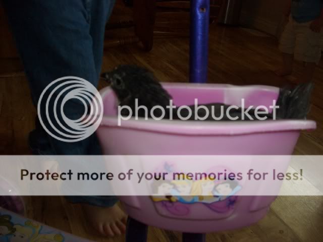 Pictures2009March138.jpg