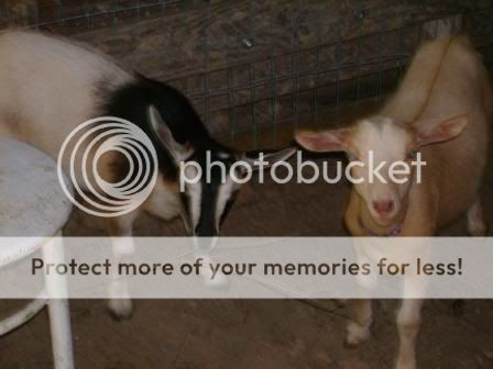 goatstwins.jpg