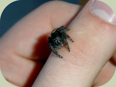 Jumping-spider-on-finger-edit1.jpg