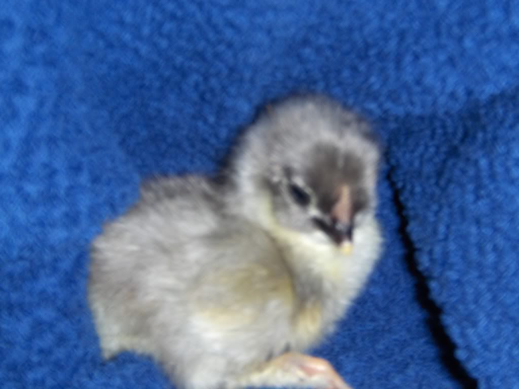 chicks003.jpg