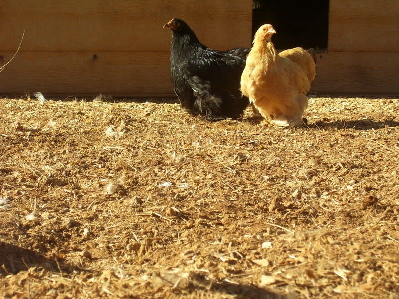 chickens12-14-07020.jpg