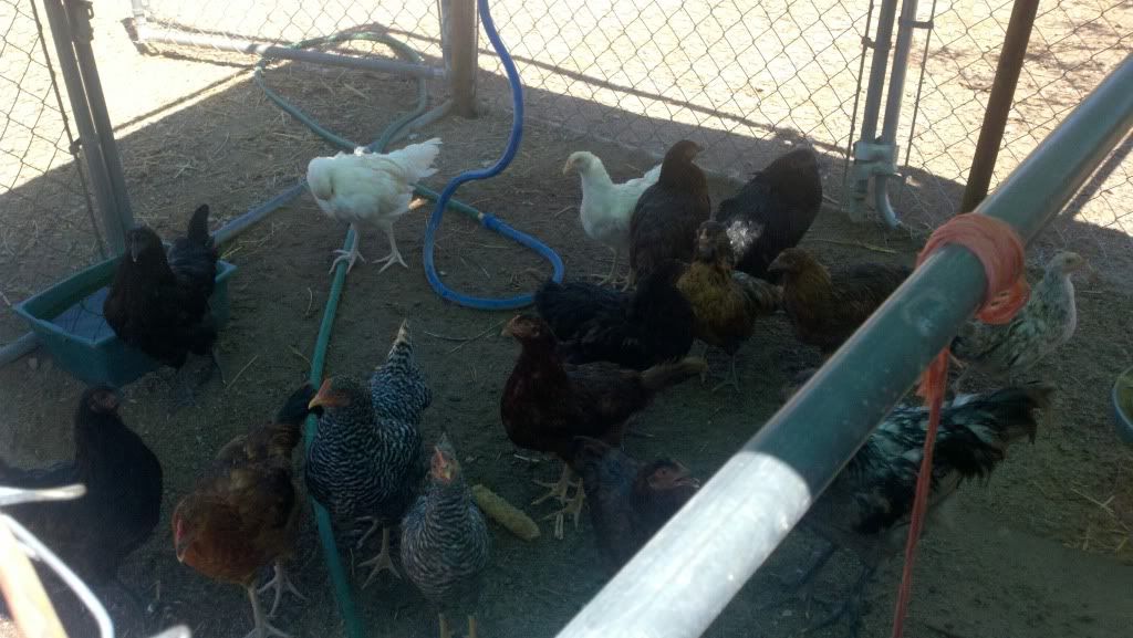2011-08-24_13-18-07_237.jpg