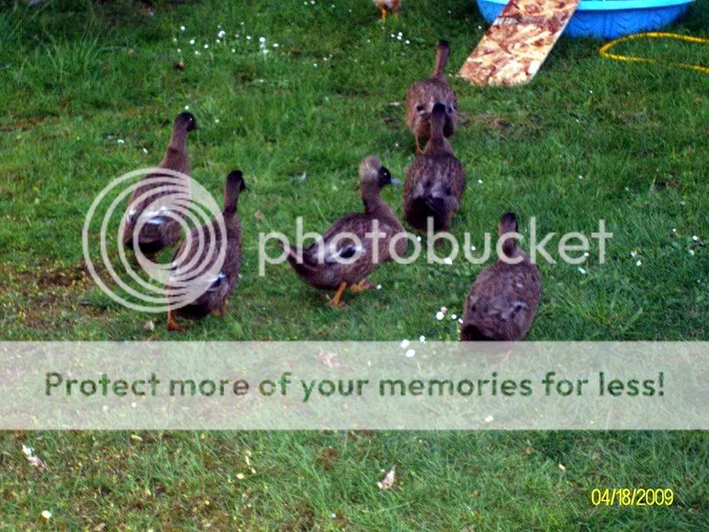 Poultry006.jpg