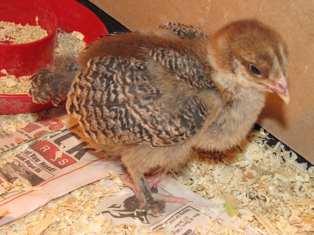 chickens2027.jpg