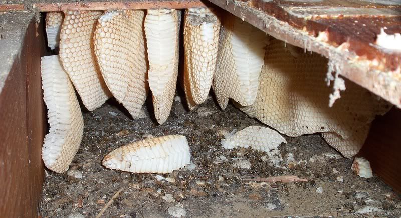 bees02.jpg