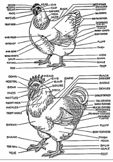 exterior_chicken_anatomy.gif
