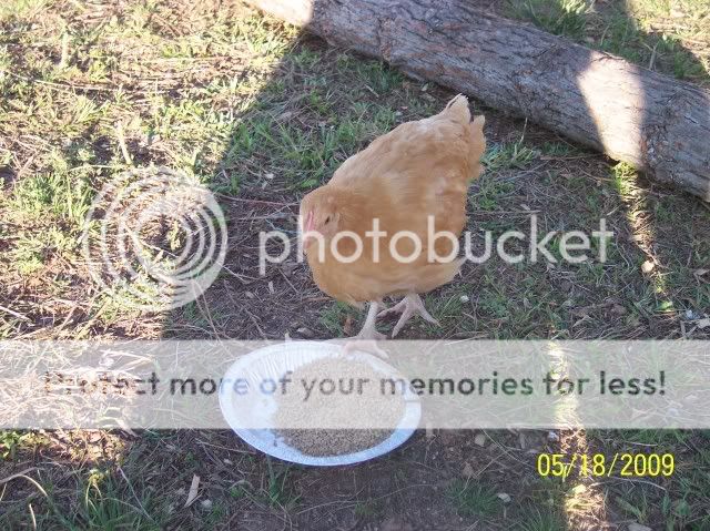 032.jpg