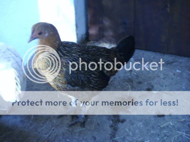 chicks036.jpg