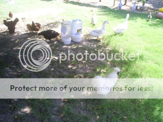 animals072.jpg
