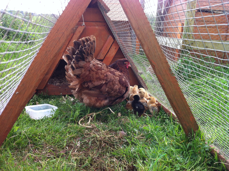 900x900px-LL-74b9099f_chicksss.png