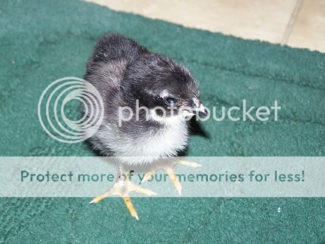 MyChickens003-2.jpg