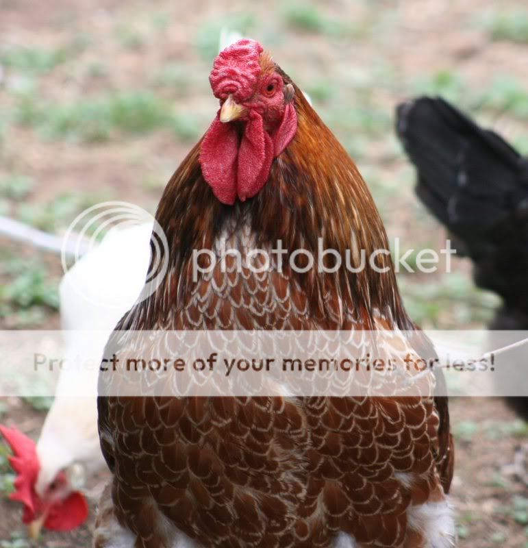 bob.jpg