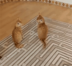 tumblr_nvthe2WPCz1uuyy36o1_400.gif