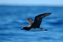 220px-Tahitipetrel1.jpg