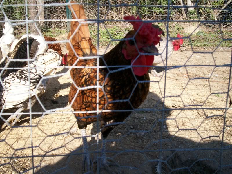 bantams1007.jpg