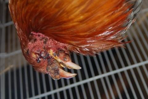 chicken3.jpg