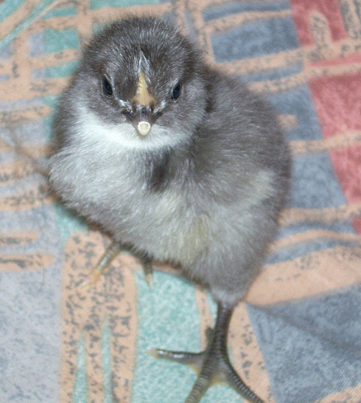 SilverChick.jpg
