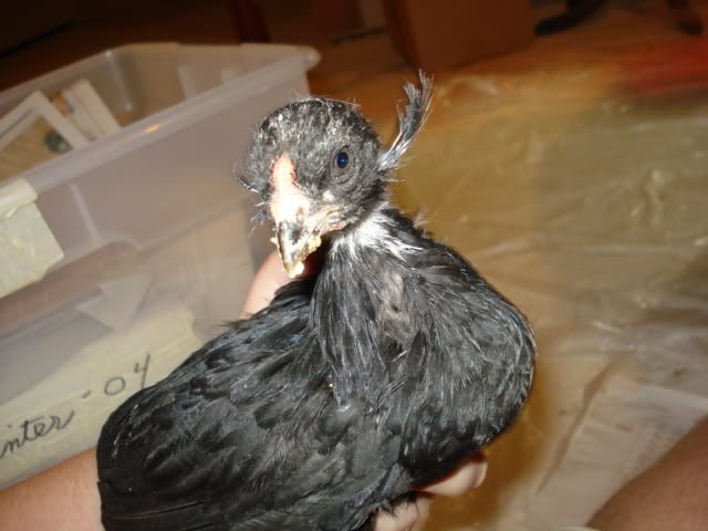 Araucanas023.jpg
