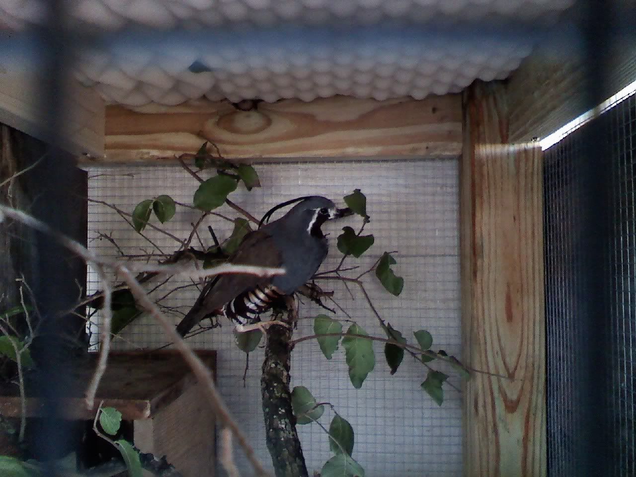 MountainQuail.jpg