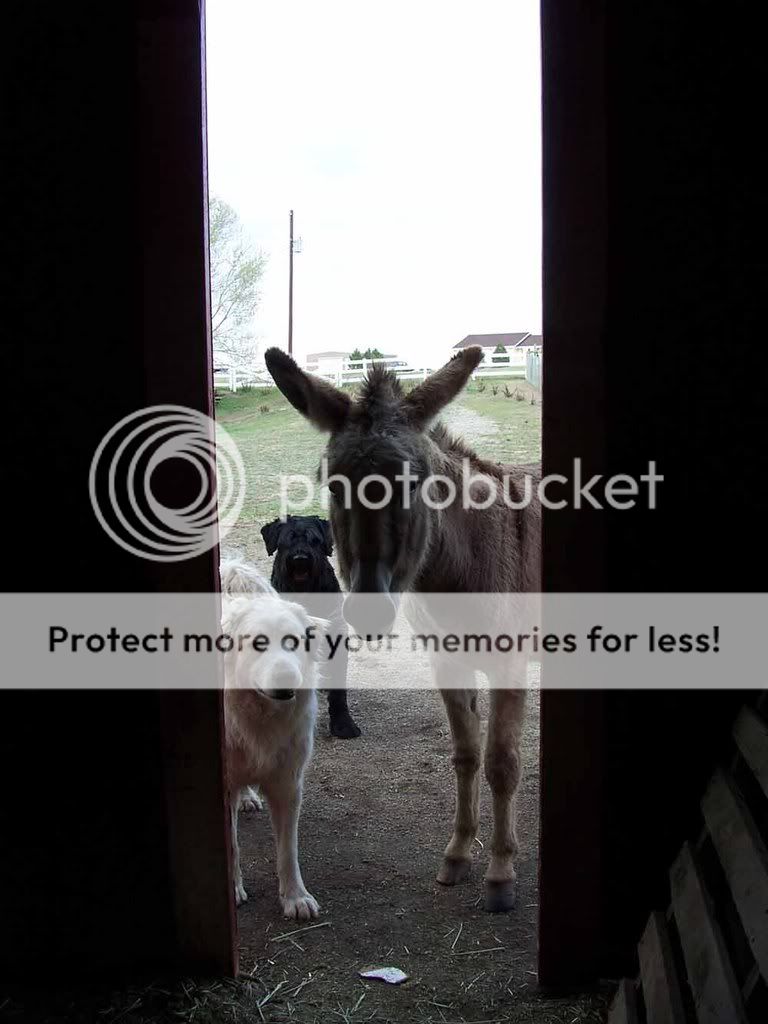 donkeydogsbarn.jpg