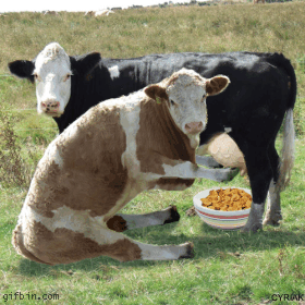 Funny+Cow+6.gif