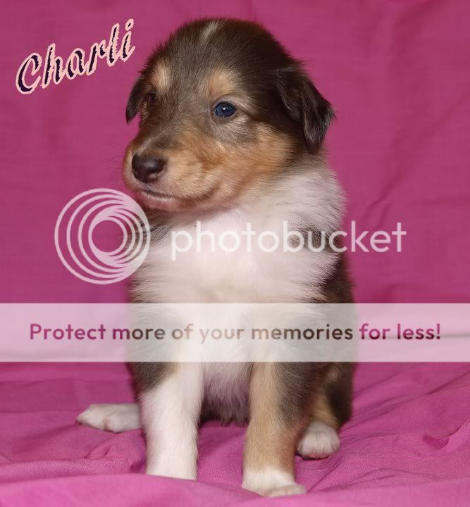 Charli1.jpg