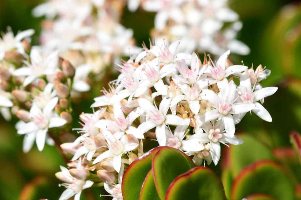 Soil needs of crassula ovata jade plant jade plant