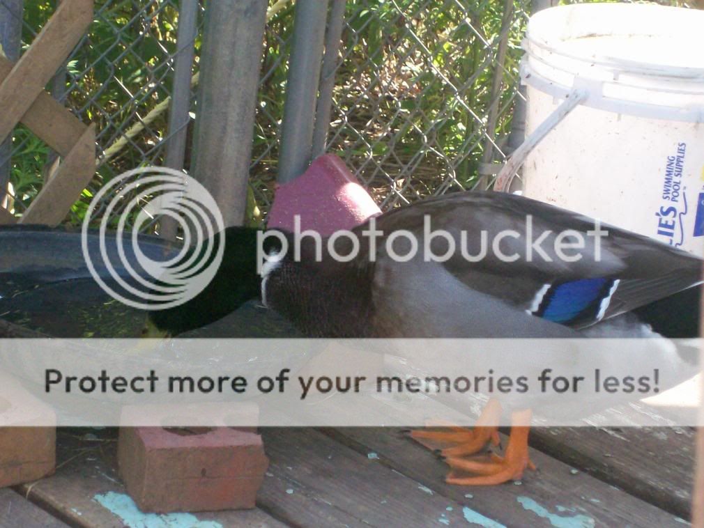 Camerapics1279.jpg
