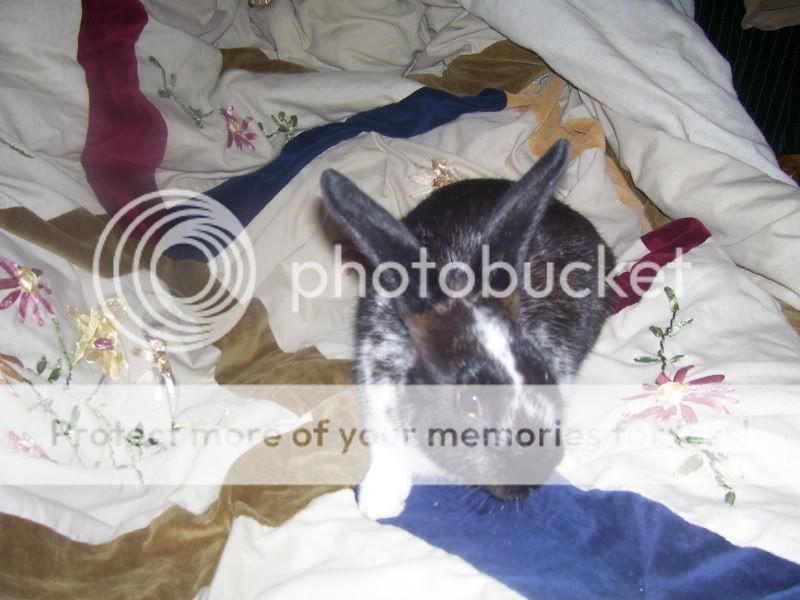 rabbits004.jpg