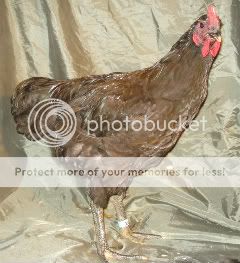 16-cockerel.jpg