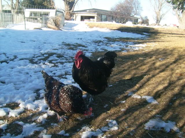 chicks014.jpg