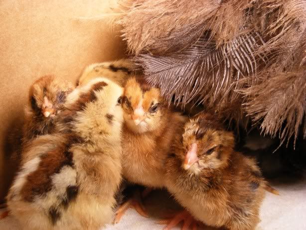 hatching020310012.jpg