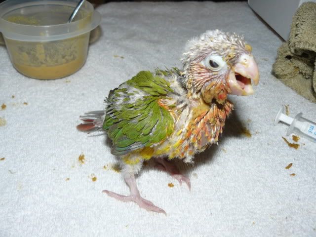 Birdie019-1.jpg