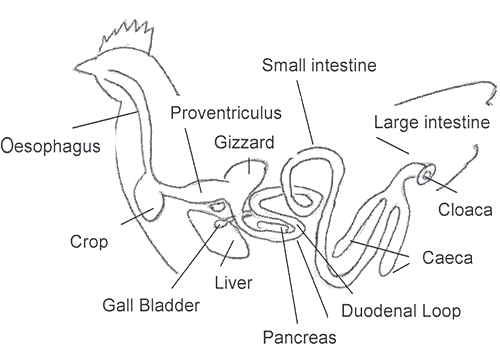 DigestiveSystemFowl-lindr-500gif.gif