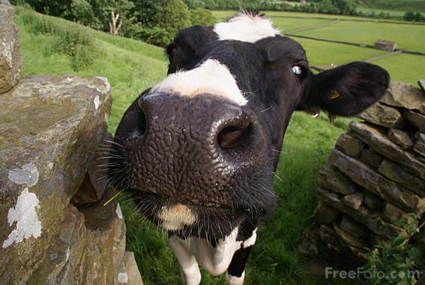 806_11_7732-cow_web.jpg