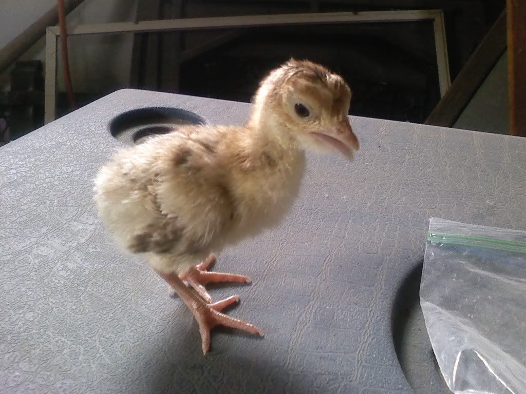 turkeybaby.jpg