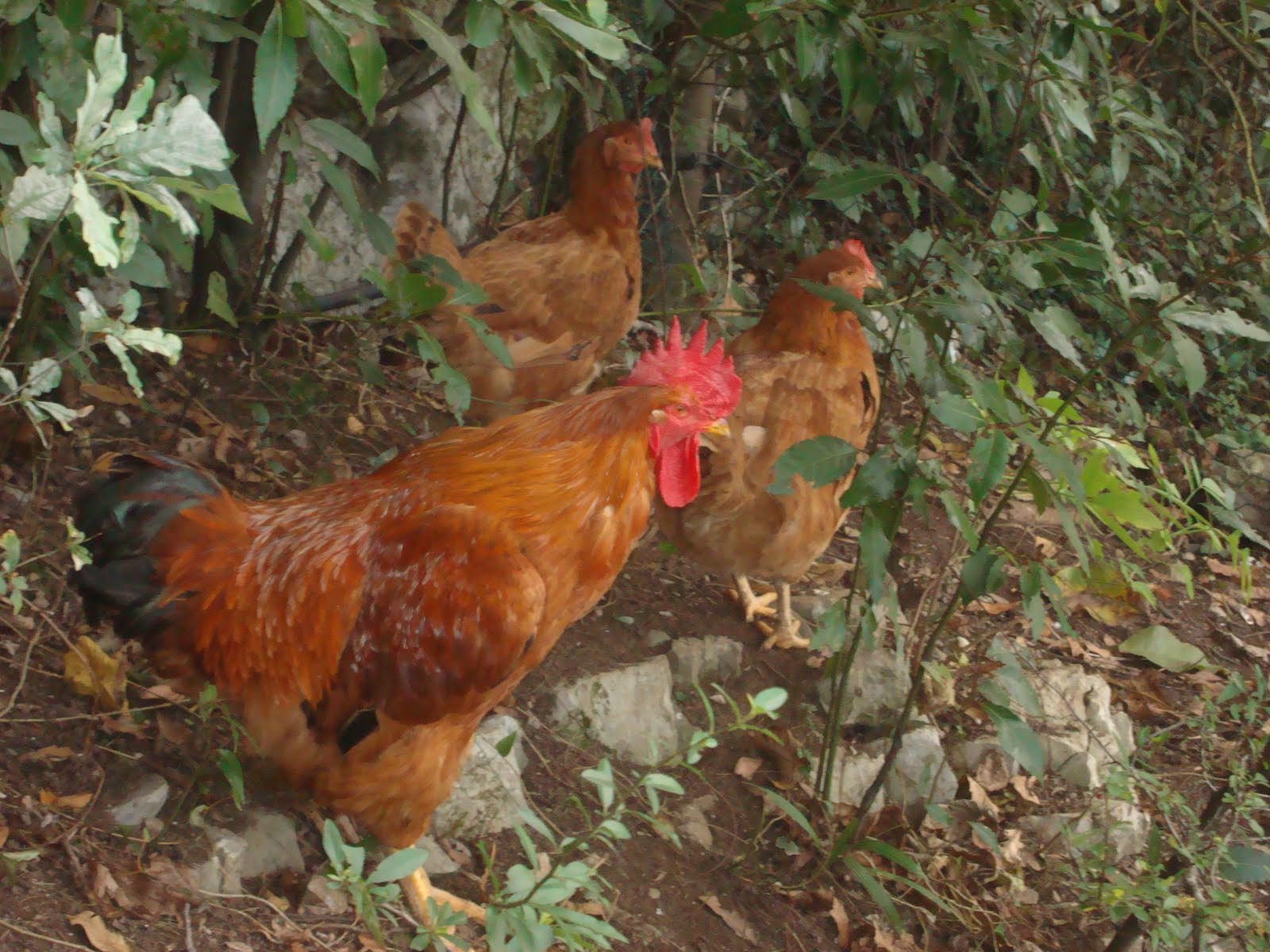 DSC03087.JPG