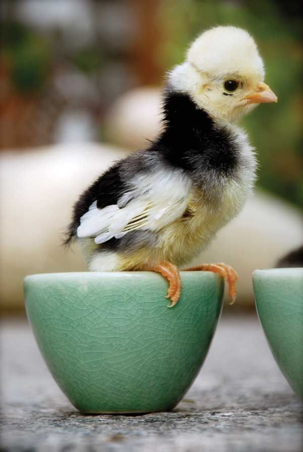 Pin by Athambawa Sameem on Garden Delights! | Chickens backyard, Fancy  chickens, Baby chickens