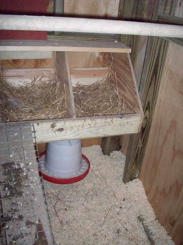 Chickens009.jpg