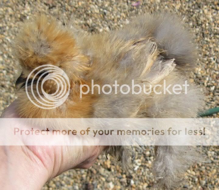 silkies5.jpg