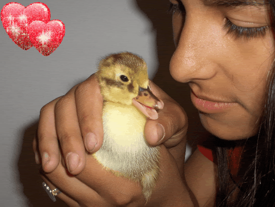 Chynduckie-1.gif