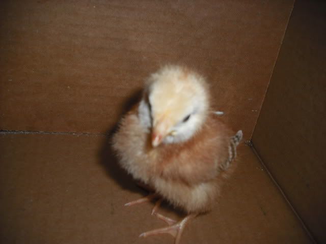 ChicksMay09014.jpg