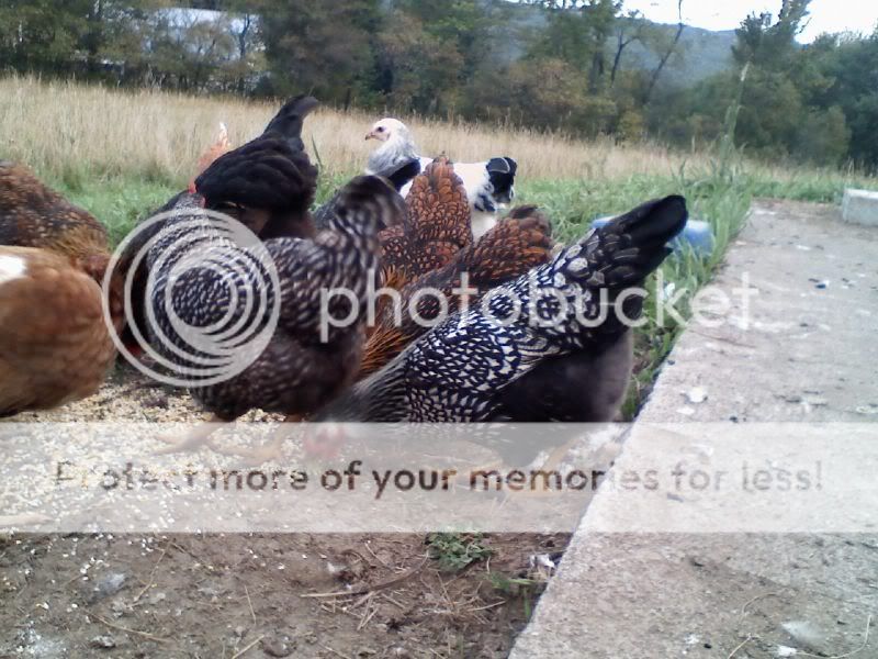 chicken11.jpg
