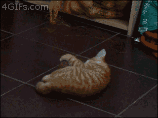 0b57e9257bfdd50139b31c79484e1ea2.gif